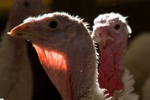 Turkey whose beak was trimmed with infrared light