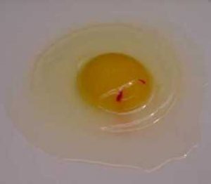 Blood spot egg