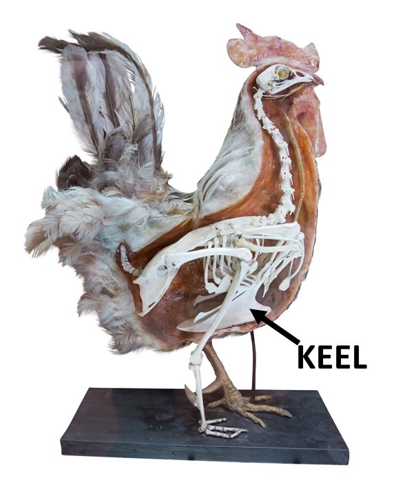 Chicken skeleton showing the keel bone