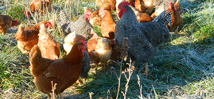 Banner photo of chickens on range