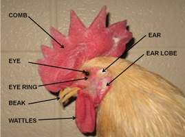 Labeled parts of a rooster's head