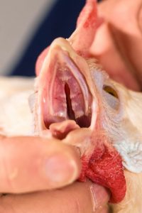 Cleft palate of a chicken
