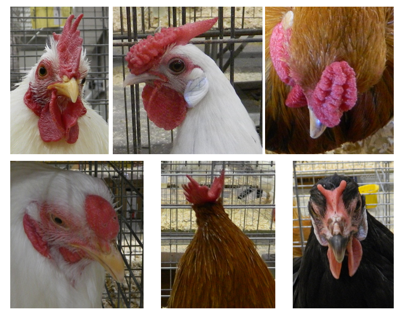 Head shots of chickens with different comb types
