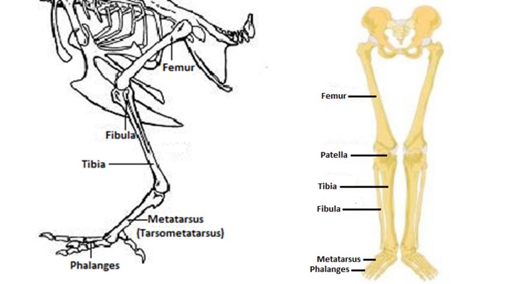 Comparison of chicken (left) and human (right) leg bones