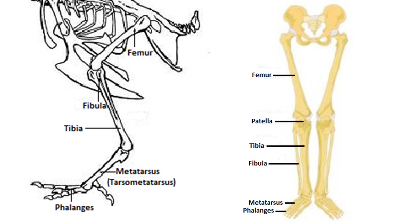 Comparison of chicken (left) and human (right) arm bones