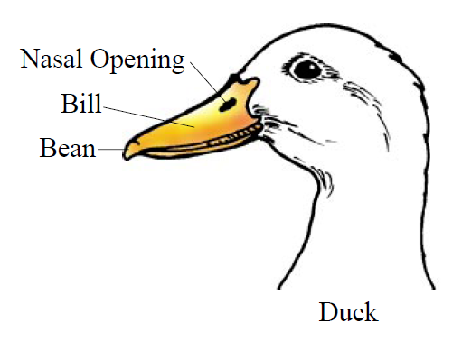 Diagram of duck head