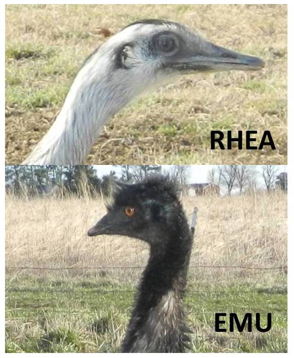 Emu and rhea heads