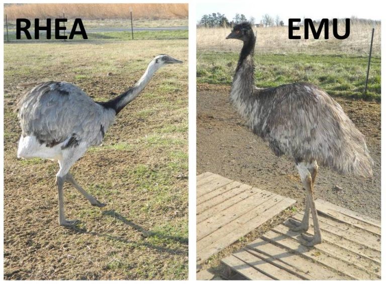 Photos of emu and rhea