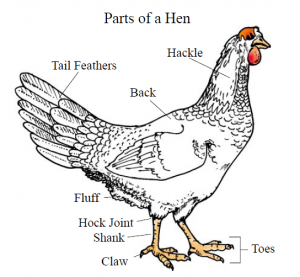 A diagram with the labeled parts of a chicken hen