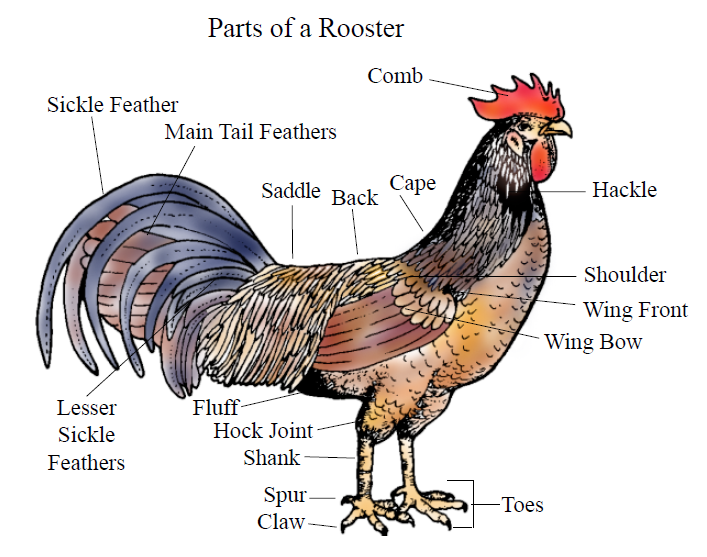 Diagram with labeled external parts of a rooster