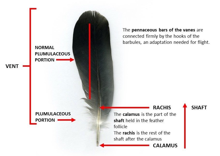 Feather parts