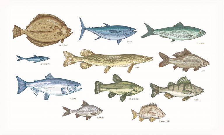 Diagrams of different types of fish