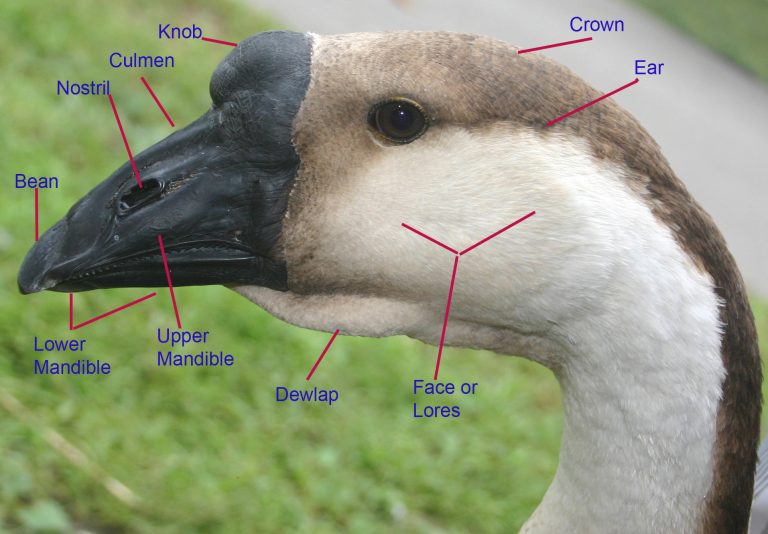 Labeled parts of a goose head