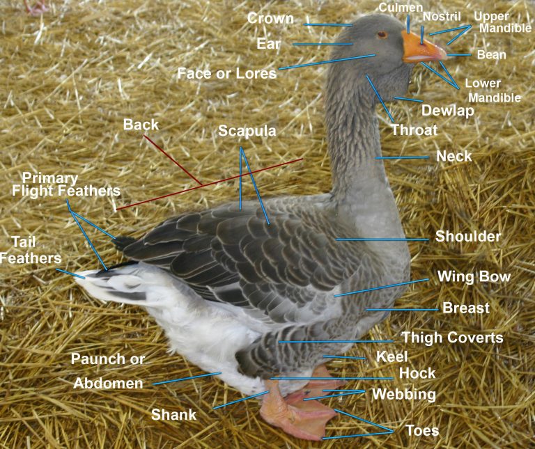 Labeled parts of a Toulouse goose