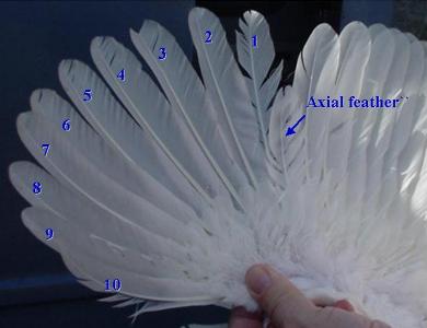 Wing feathers showing the axial feather