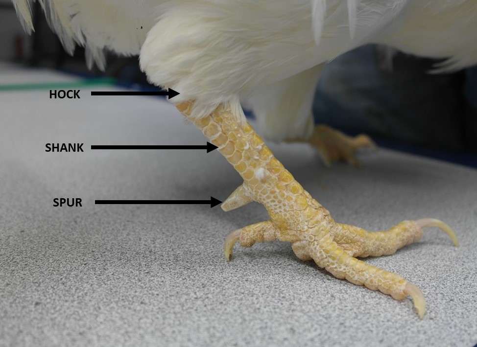 Parts of a rooster's leg