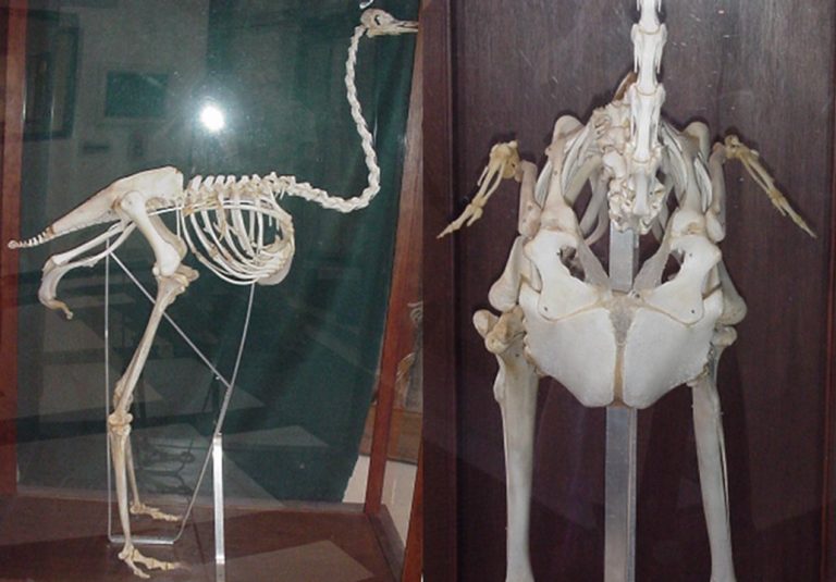 Ostrich skeleton