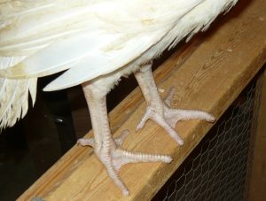 Six-week-old turkey whose toes have been trimmed