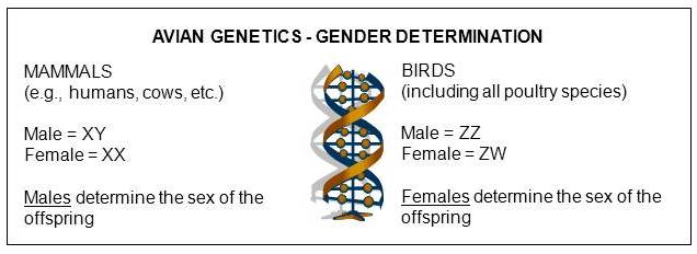 Sex chromosomes of mammals and birds