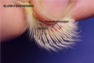 Wing of slow-feathering chick