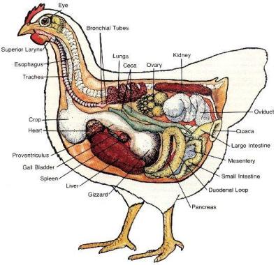 Chicken anatomy