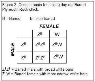 Genetic basis for sexing day-old Barred Plymouth Rock chick