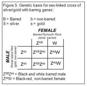 Genetic basis for sex-linked cross of silver/gold with barring genes