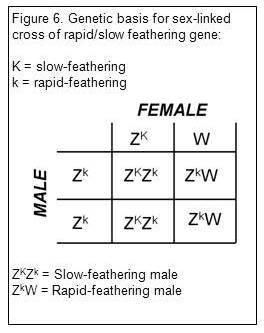 Genetic basis for sex-linked cross of rapid/slow feathering gene
