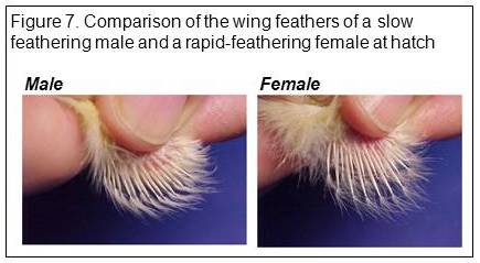 Comparison of the wing feathers of a slow feathering male and a rapid-feathering female at hatch