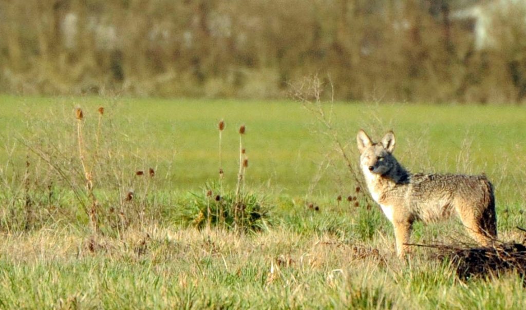 Coyote in field