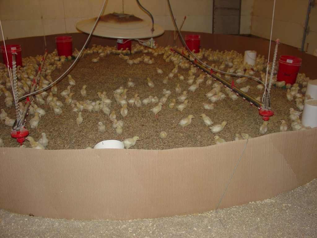 Brooding chicks