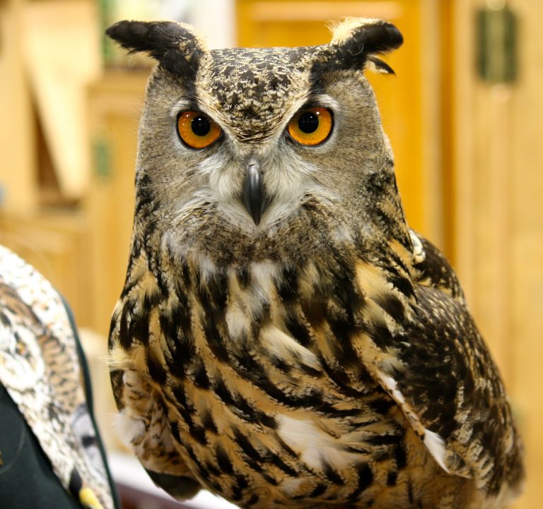Great horn owl