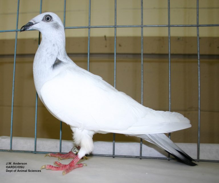 Tumbler pigeon