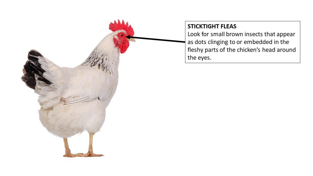 Where to look on the chicken for sticktight fleas