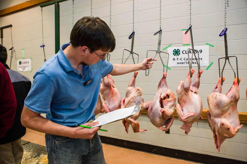 4-Her grading a class of ready-to-cook turkey carcasses at the national poultry judging contest