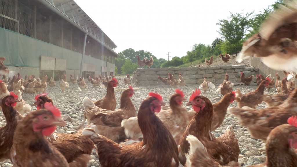 Large-scale commercial free-range egg production facilty