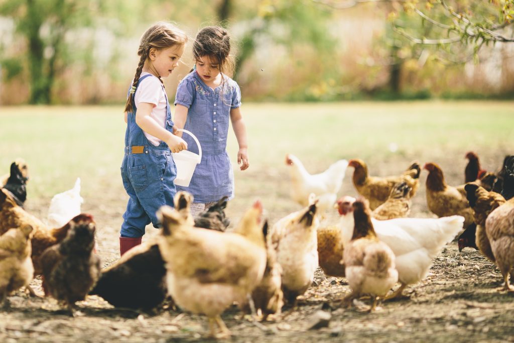 Children feeding a small flock of chickens