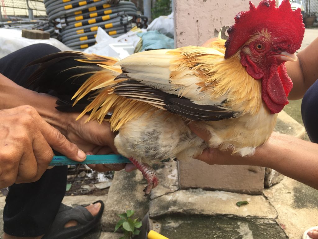 Trimming the spurs of a rooster