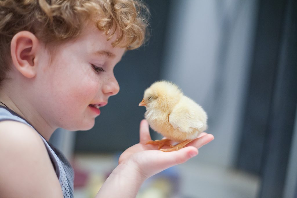 child holding newly hatched chick